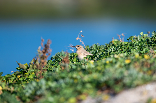 iNaturalist image