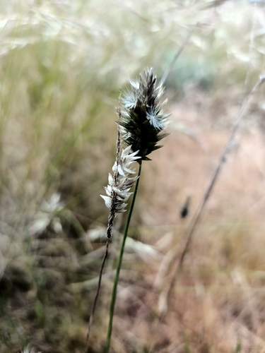 Enneapogon nigricans, 2026-10-19