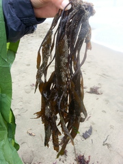 Laminaria sinclairii