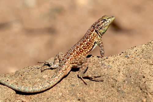 Common Side-blotched Lizard, photo 5 of 10