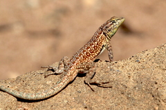 Side-Blotched Lizard photo 4