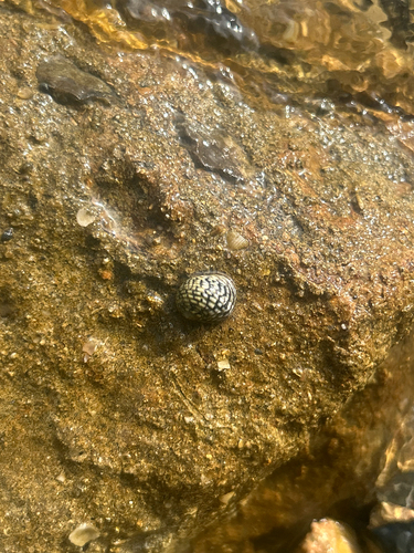 Nerita versicolor observed 2026-10-18