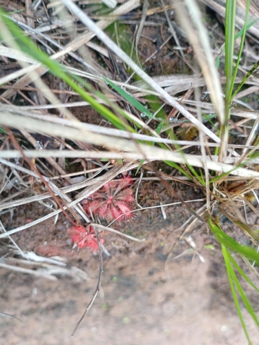 Drosera montana (Drosera montana)