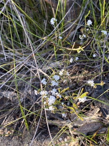 Leucopogon microphyllus observed 2026-10-19