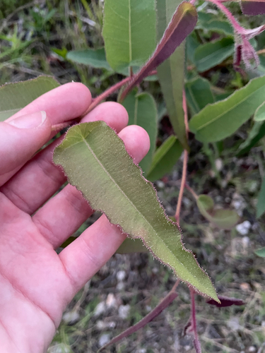 Corymbia citriodora observed 2026-10-18