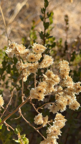 Pseudognaphalium californicum observed 2026-10-16