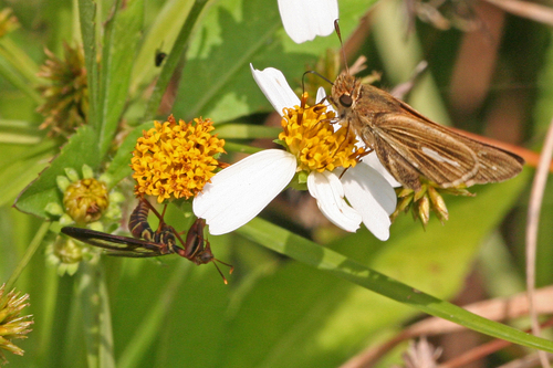 Brown Wasp Mantidfly