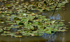 Nuphar lutea