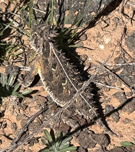 Phrynosoma cornutum, 2026-10-17