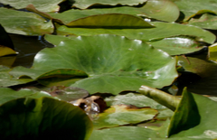 Nuphar lutea