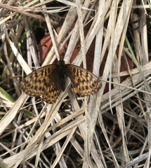 Boloria freija