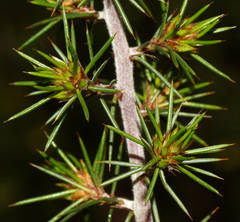 Pultenaea acerosa
