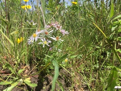 Symphyotrichum hallii