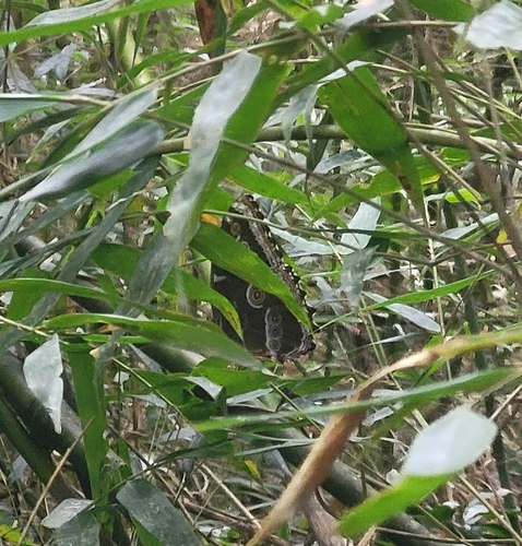 Common Morpho