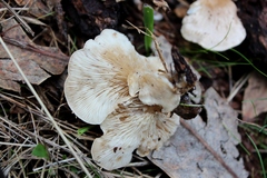 Clitocybe semiocculta