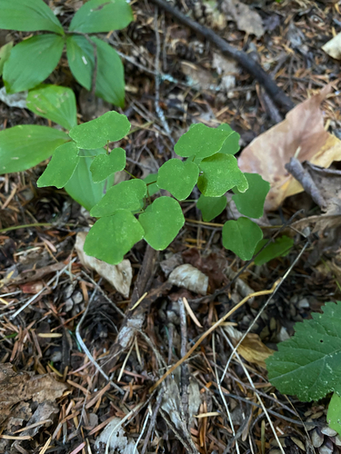Vancouveria hexandra observed 2026-10-18