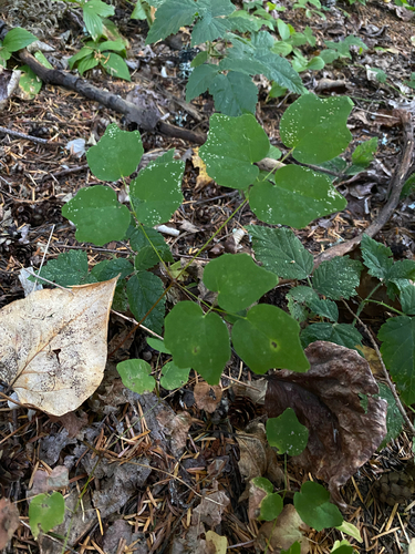 Vancouveria hexandra observed 2026-10-18