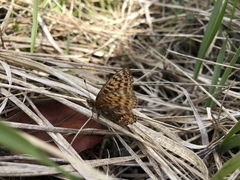 Boloria freija