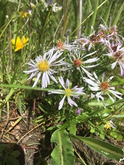 Symphyotrichum hallii