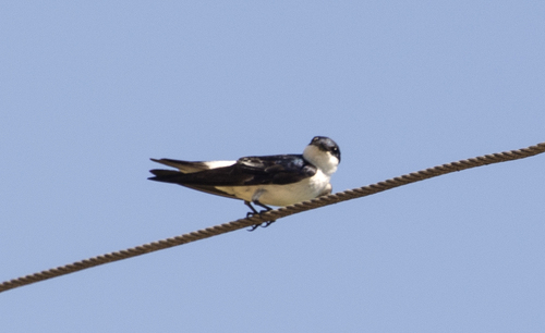 White-winged Swallow