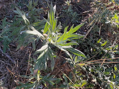 Artemisia douglasiana, 2026-10-18