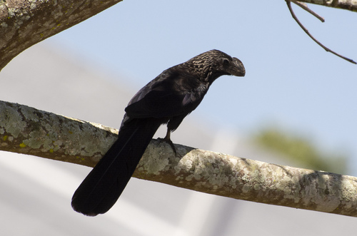 Smooth-billed Ani