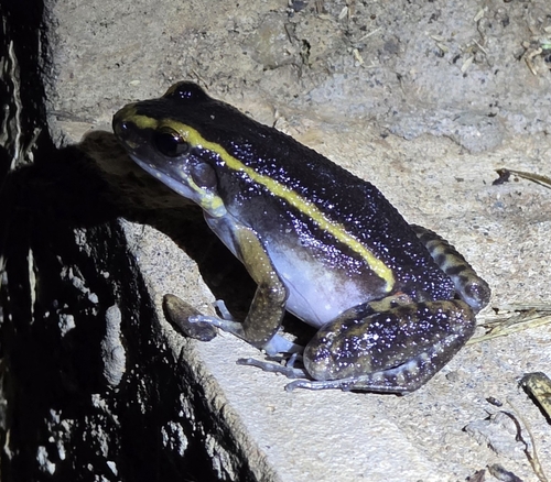 Lithodytes lineatus, 2026-10-14