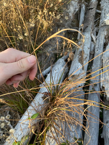 Carex mertensii, 2026-10-18