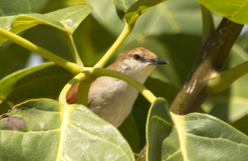 Yellow-chinned Spinetail