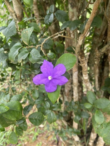 Brunfelsia uniflora observed 2026-10-16