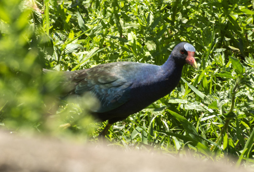 Purple Gallinule