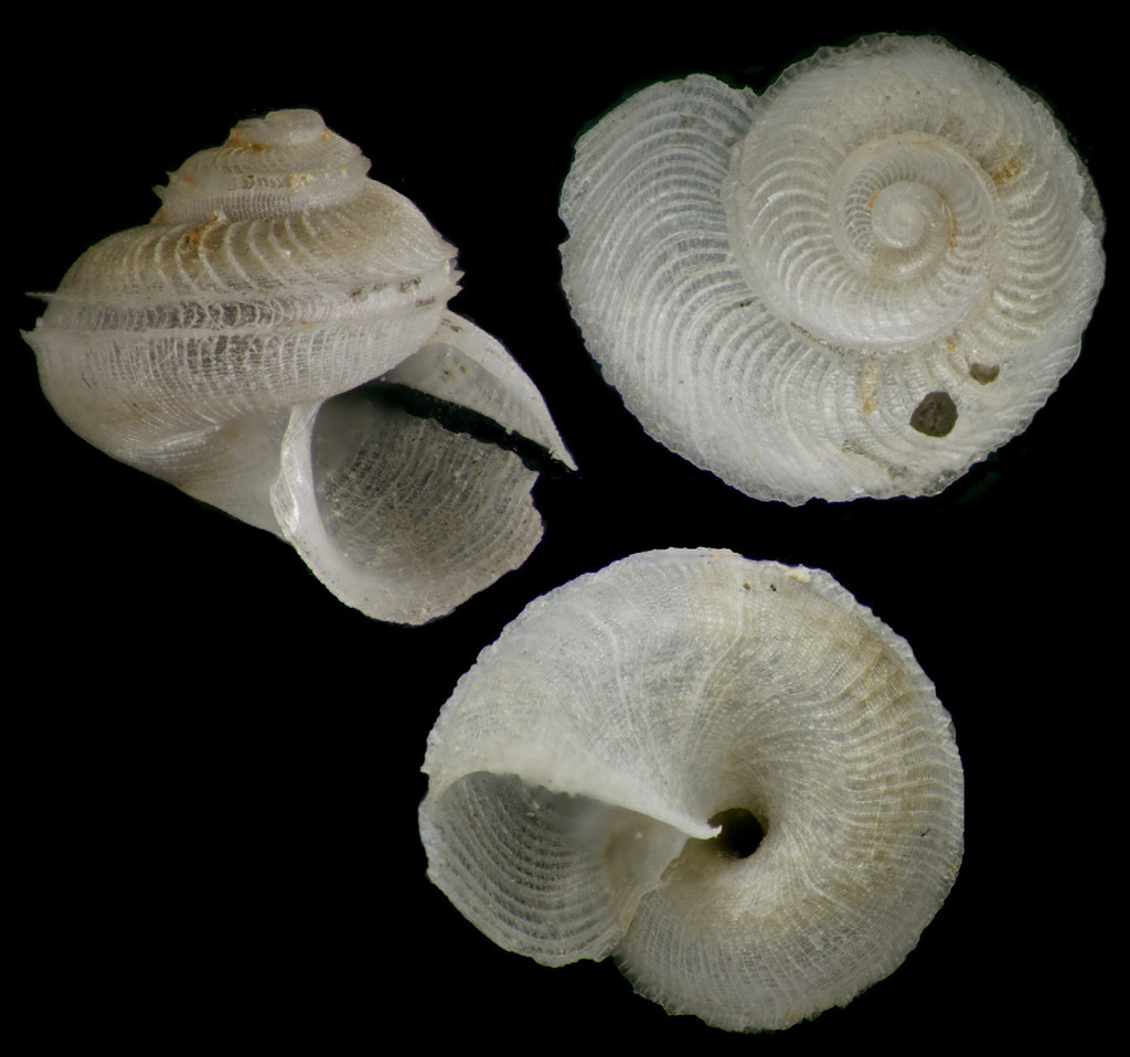 Ribbed Scissurella