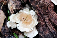 Clitocybe semiocculta
