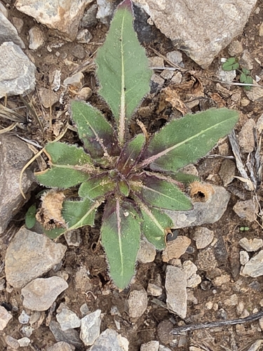 desert evening-primrose