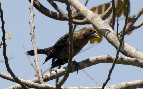 Chrysomus ruficapillus frontalis