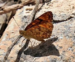 Phyciodes pallida barnesi