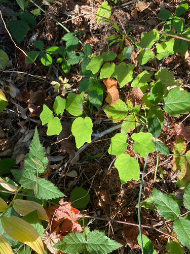 Vancouveria hexandra observed 2026-10-18