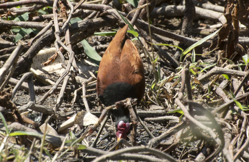 Wattled Jacana