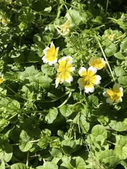 Limnanthes