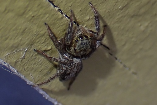 Adanson's House Jumper photo 5