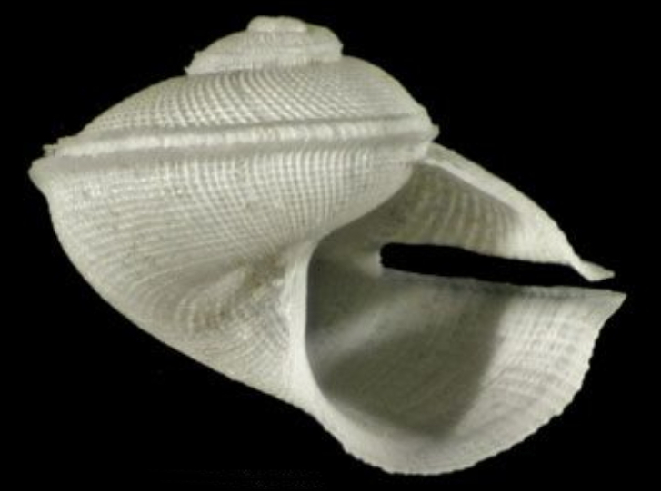 Anatoma