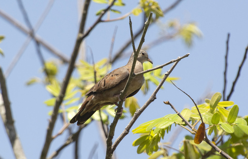Columbina talpacoti talpacoti