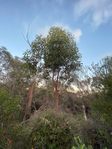 Corymbia gummifera observed 2026-10-18