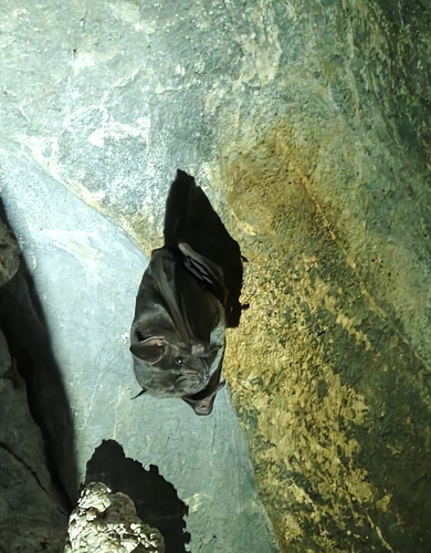 Artibeus jamaicensis observed 2026-10-09