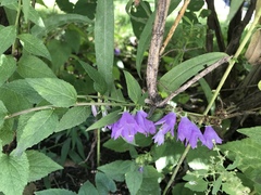 Campanula trachelium