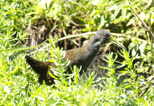 Blackish Rail