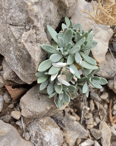 Fendler's bladderpod