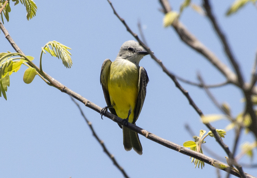 Tropical Kingbird