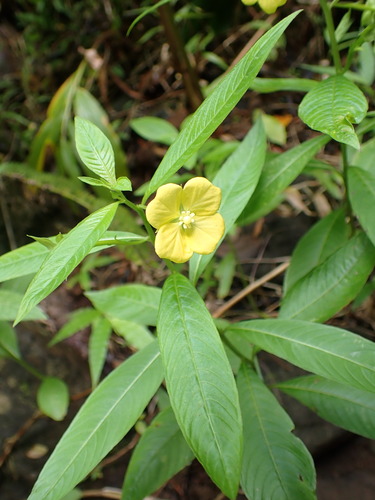 Ludwigia octovalvis observed 2026-10-17