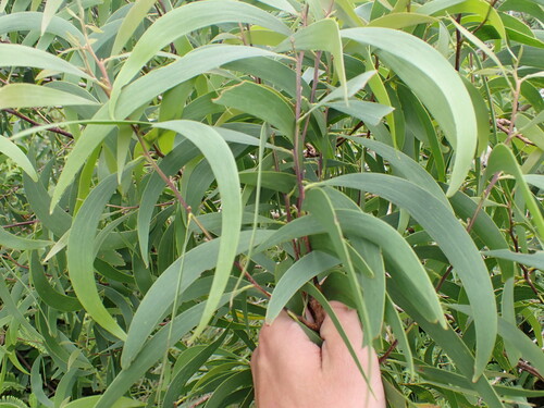 Acacia koa, 2026-10-17